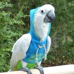 Avian Fashions Hoodie - Aqua Yoga (CLEARANCE SPECIAL)