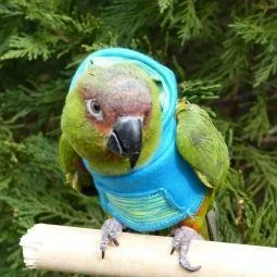 Avian Fashions Hoodie - Aqua Yoga (CLEARANCE SPECIAL)