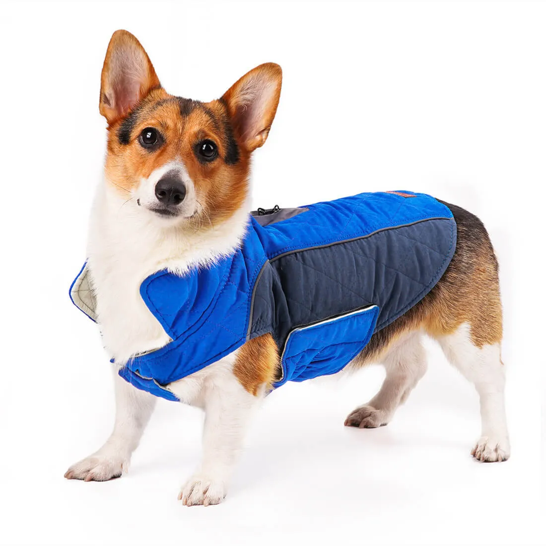 Dog Winter Coat - Super Warm With Reversible Stripe - Winter Dog Gear | ThinkPet